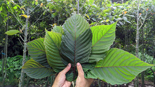 Whole Leaf vs Stem and Vein Kratom: What's the Difference?